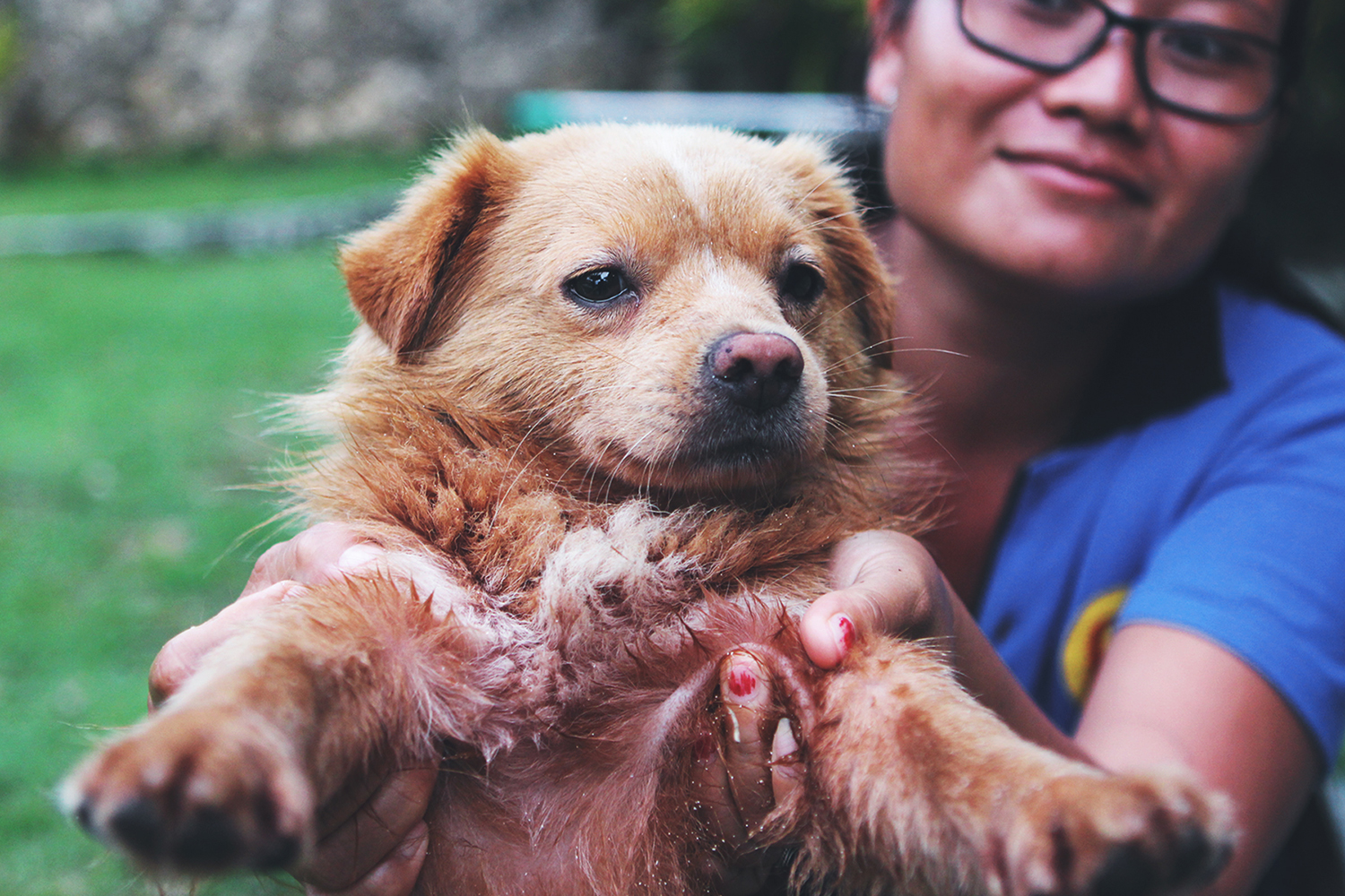 stray-dogs-in-bali-11