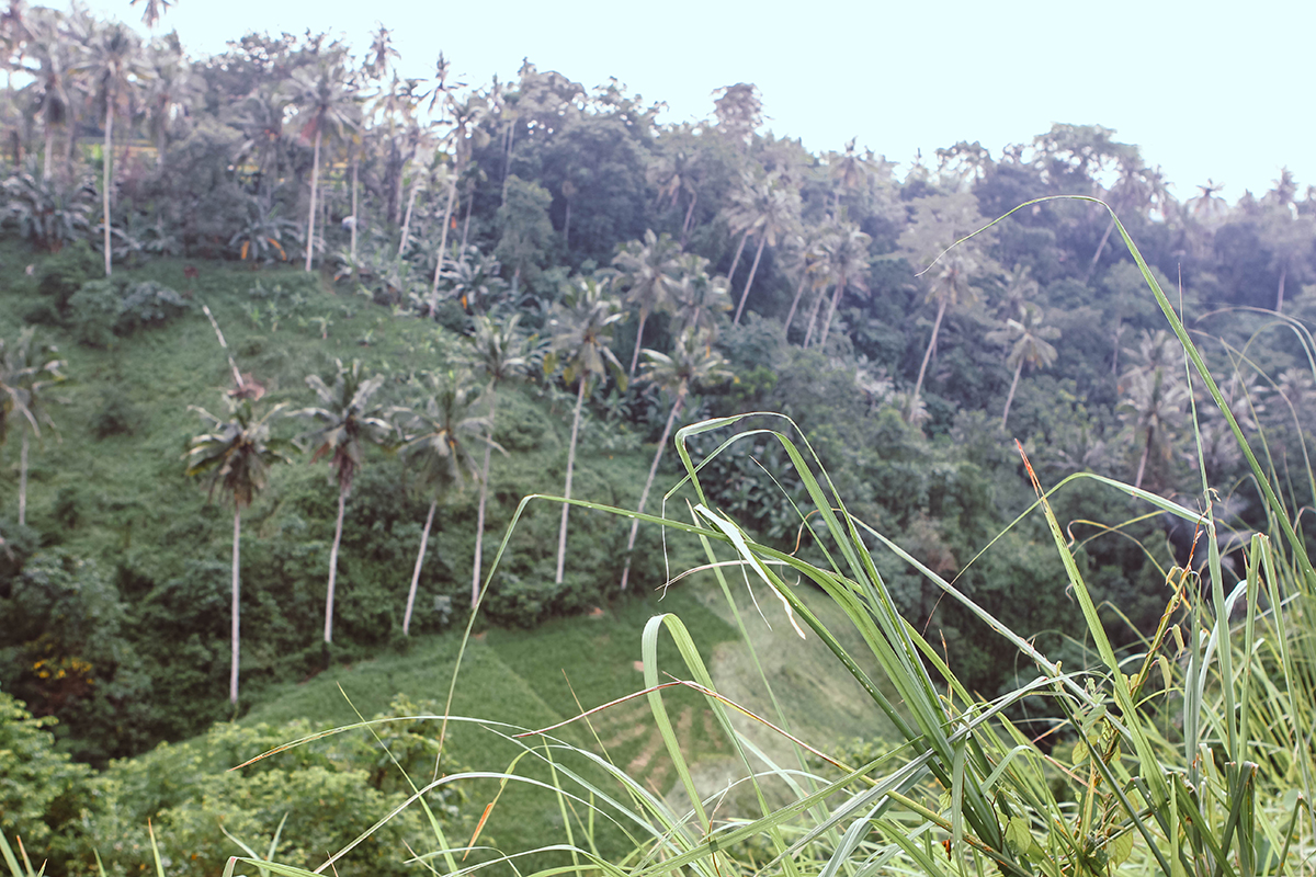 Campuhan Ridge Ubud (23)