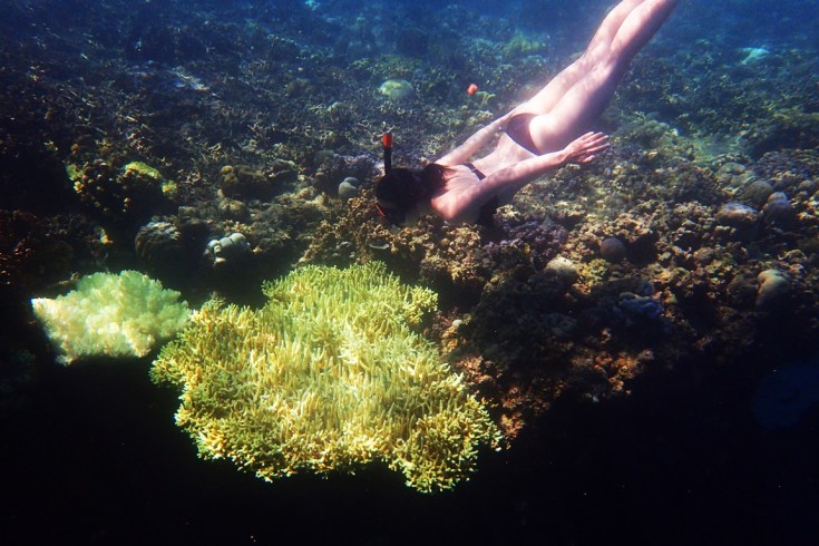 Snorkeling in Menjangan Island Bali 17