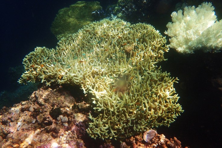 Snorkeling in Menjangan Island Bali 16