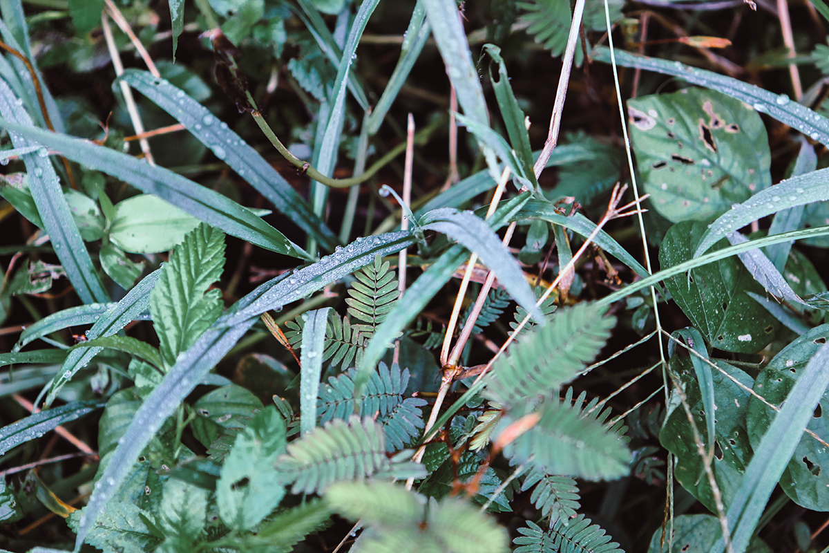 Campuhan Ridge Ubud (6)