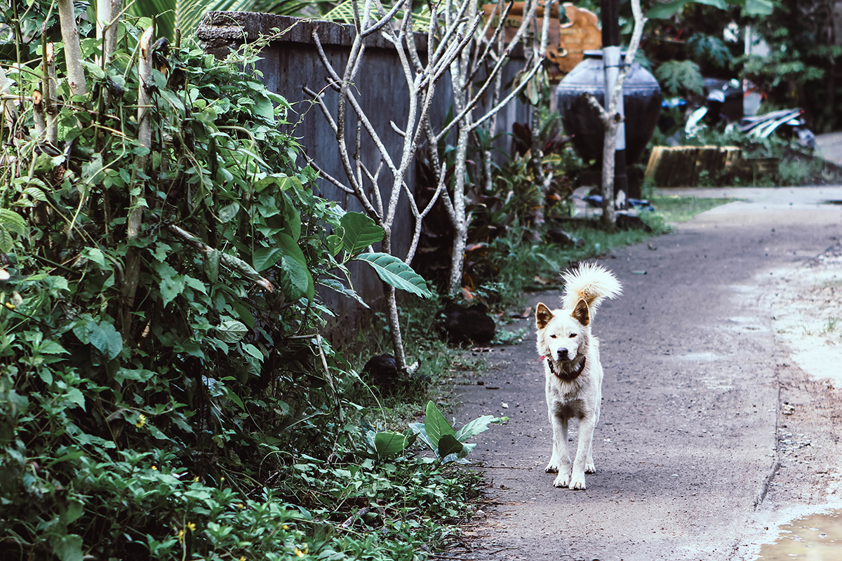 Campuhan Ridge Ubud (12)