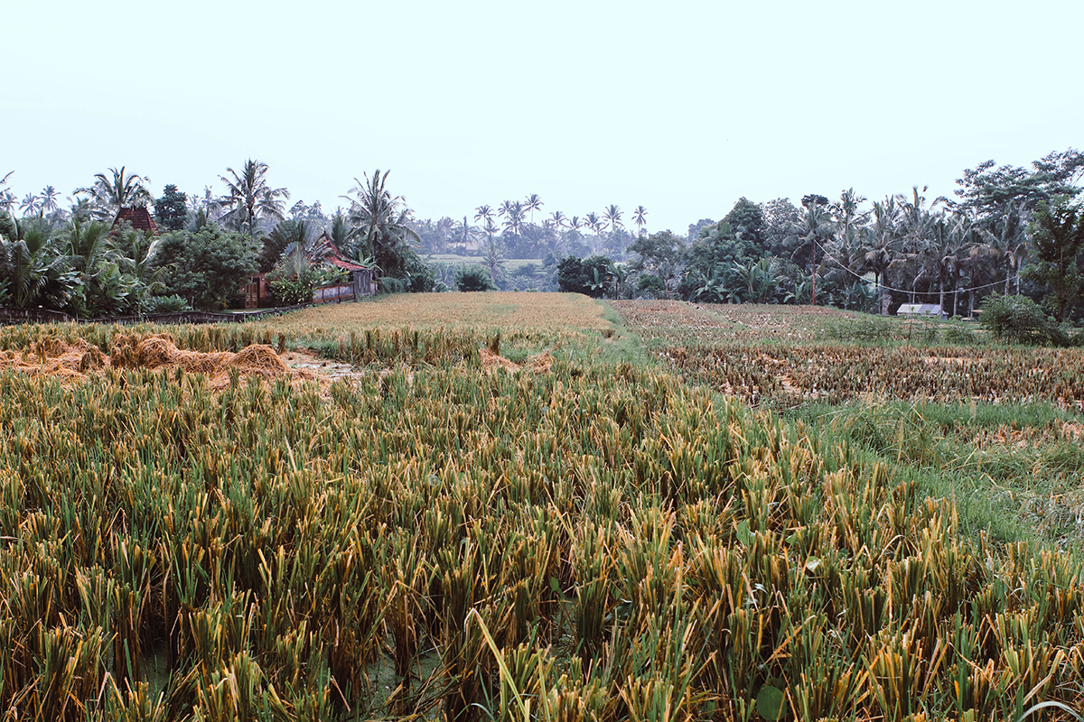 Campuhan Ridge Ubud (9)