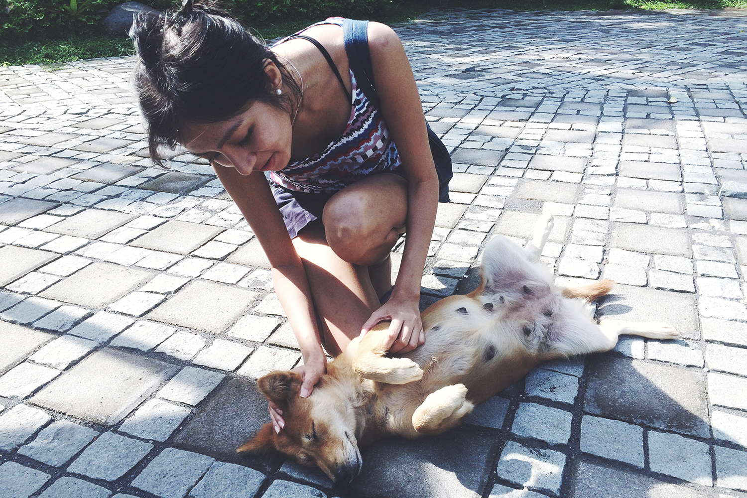 stray-dogs-in-bali-13