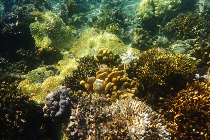 Snorkeling in Menjangan Island Bali 5