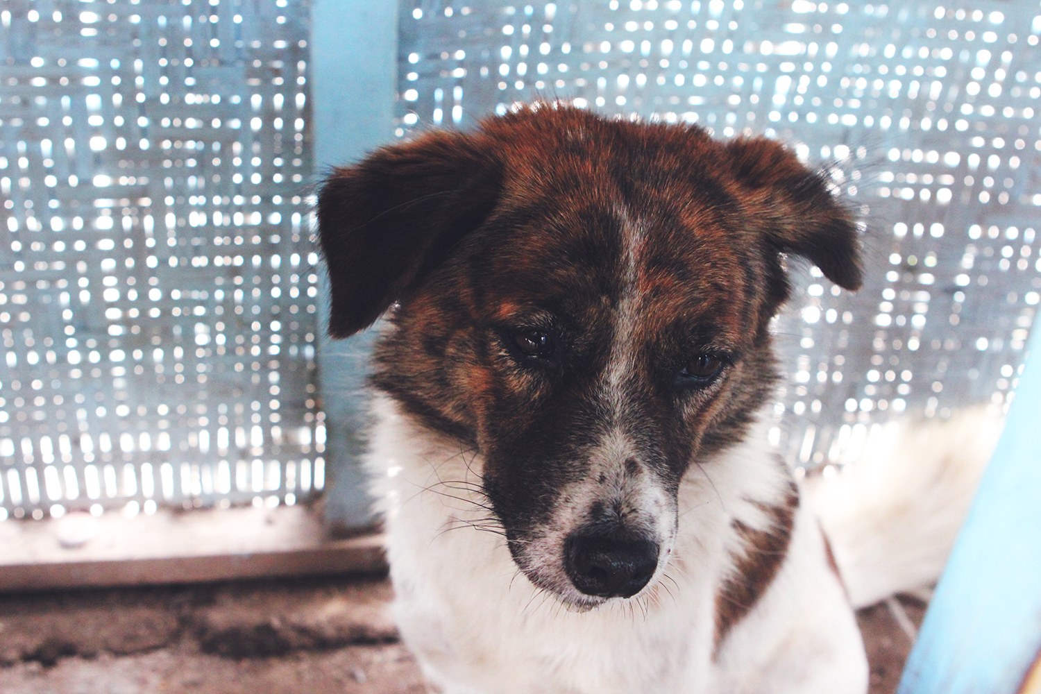 stray-dogs-in-bali-7