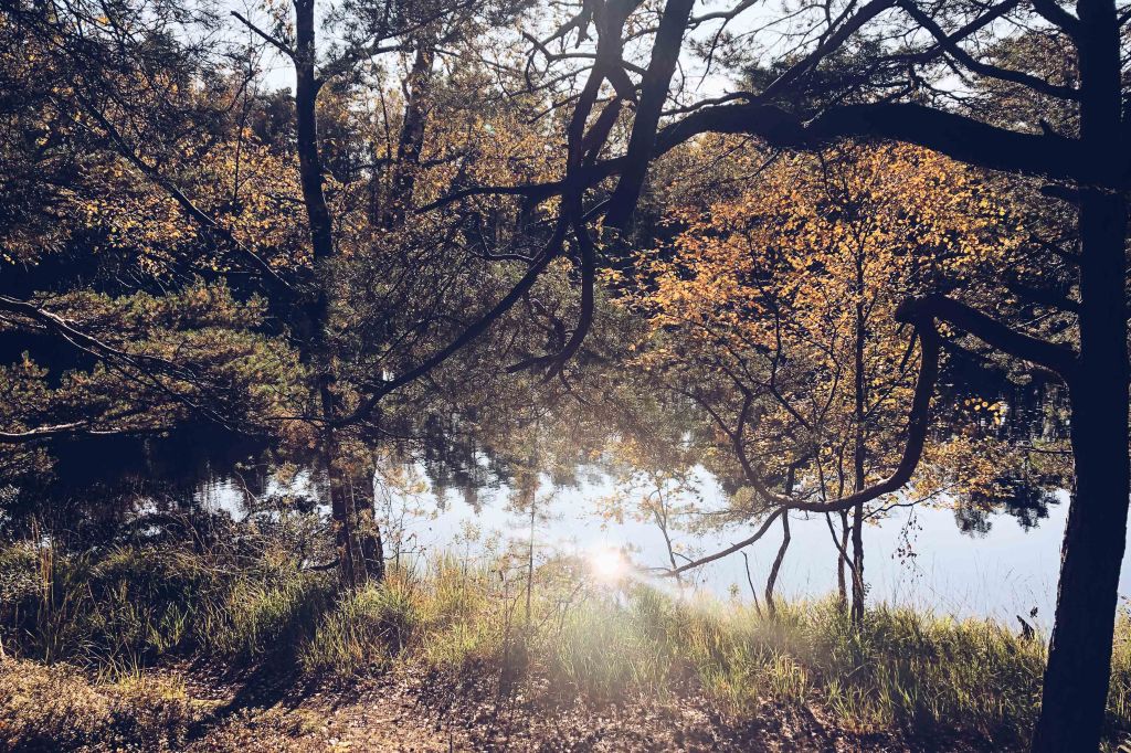 A Walk Through Änggårdsbergen in the&nbsp;Fall