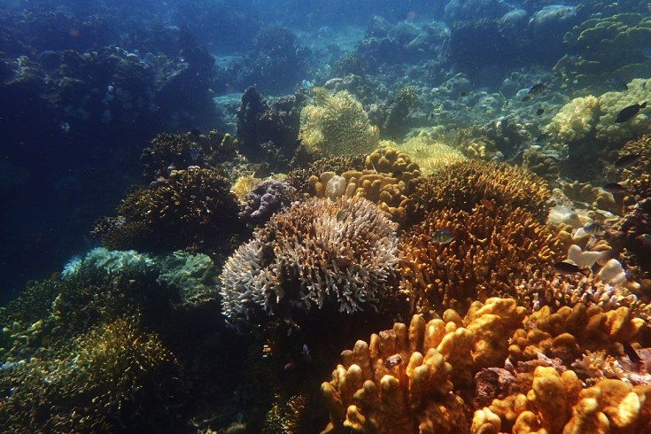 Snorkeling in Menjangan Island Bali 4