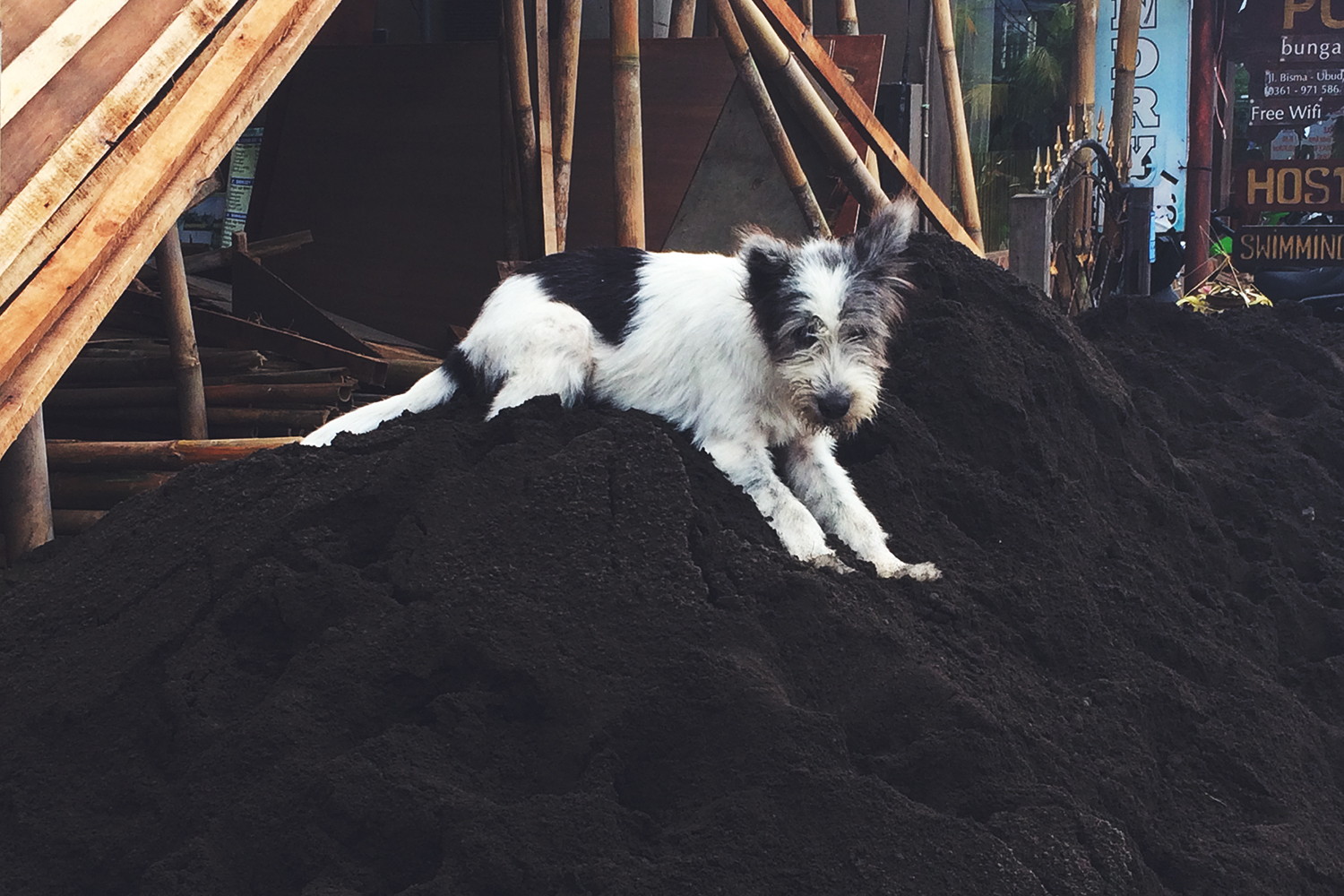 stray-dogs-in-bali-14