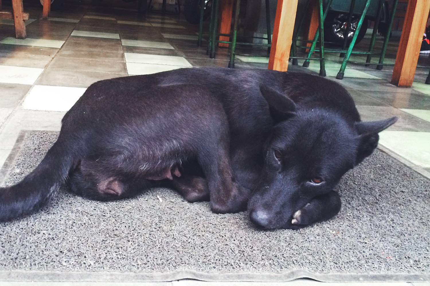 stray-dogs-in-bali-1