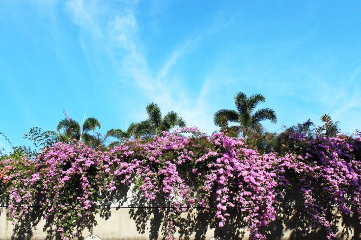 gardens by the bay 13