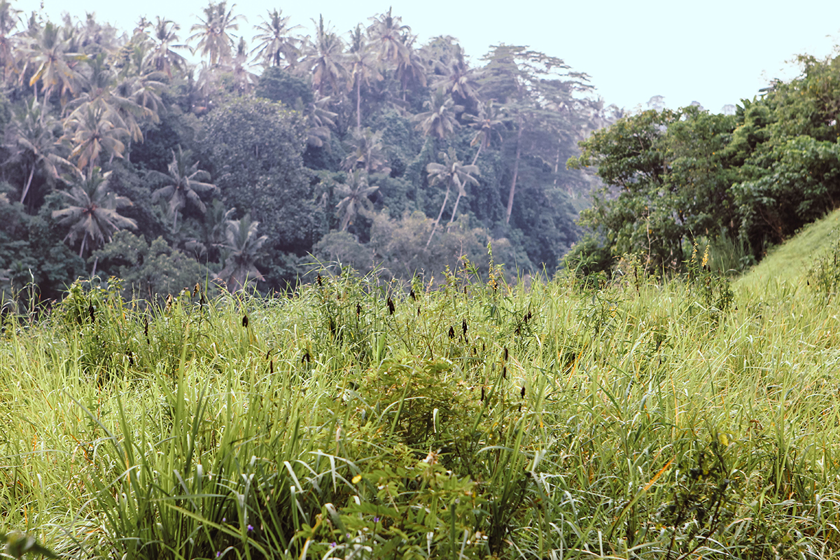 Campuhan Ridge Ubud (16)