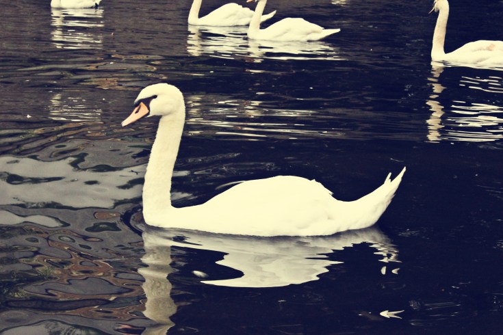 swans