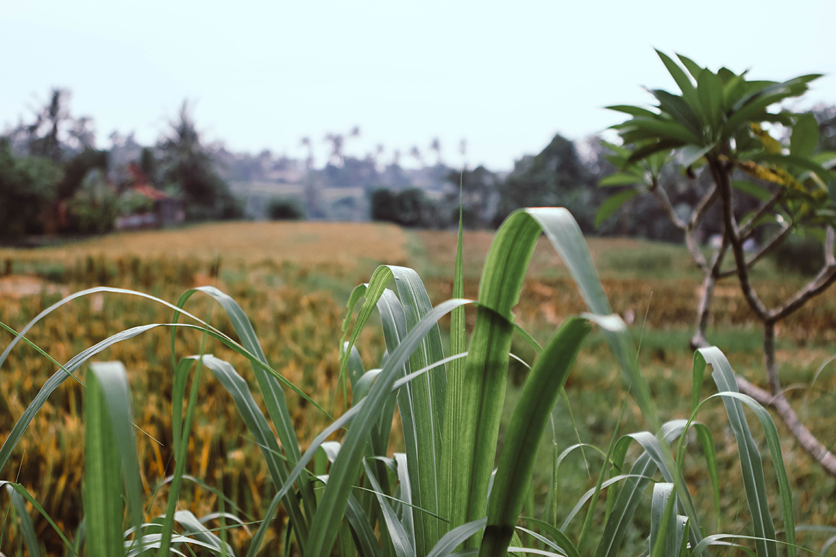 Campuhan Ridge Ubud (8)