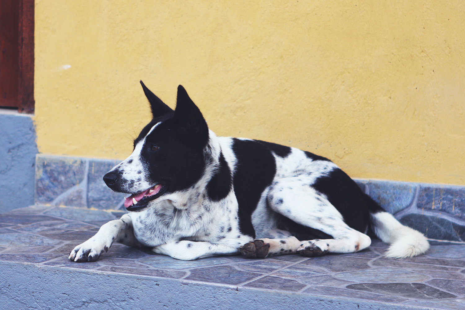 stray-dogs-in-bali-9