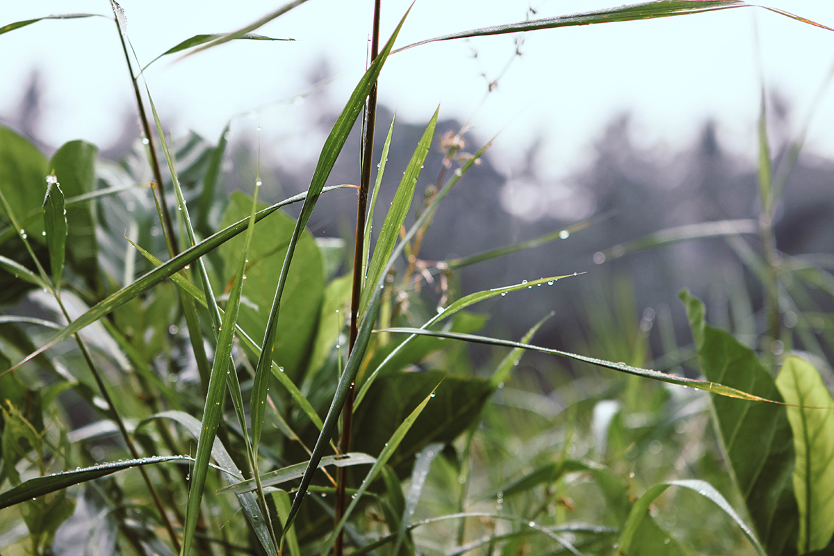 Campuhan Ridge Ubud (4)