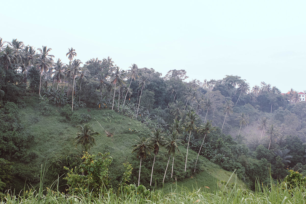 Campuhan Ridge Ubud (2)