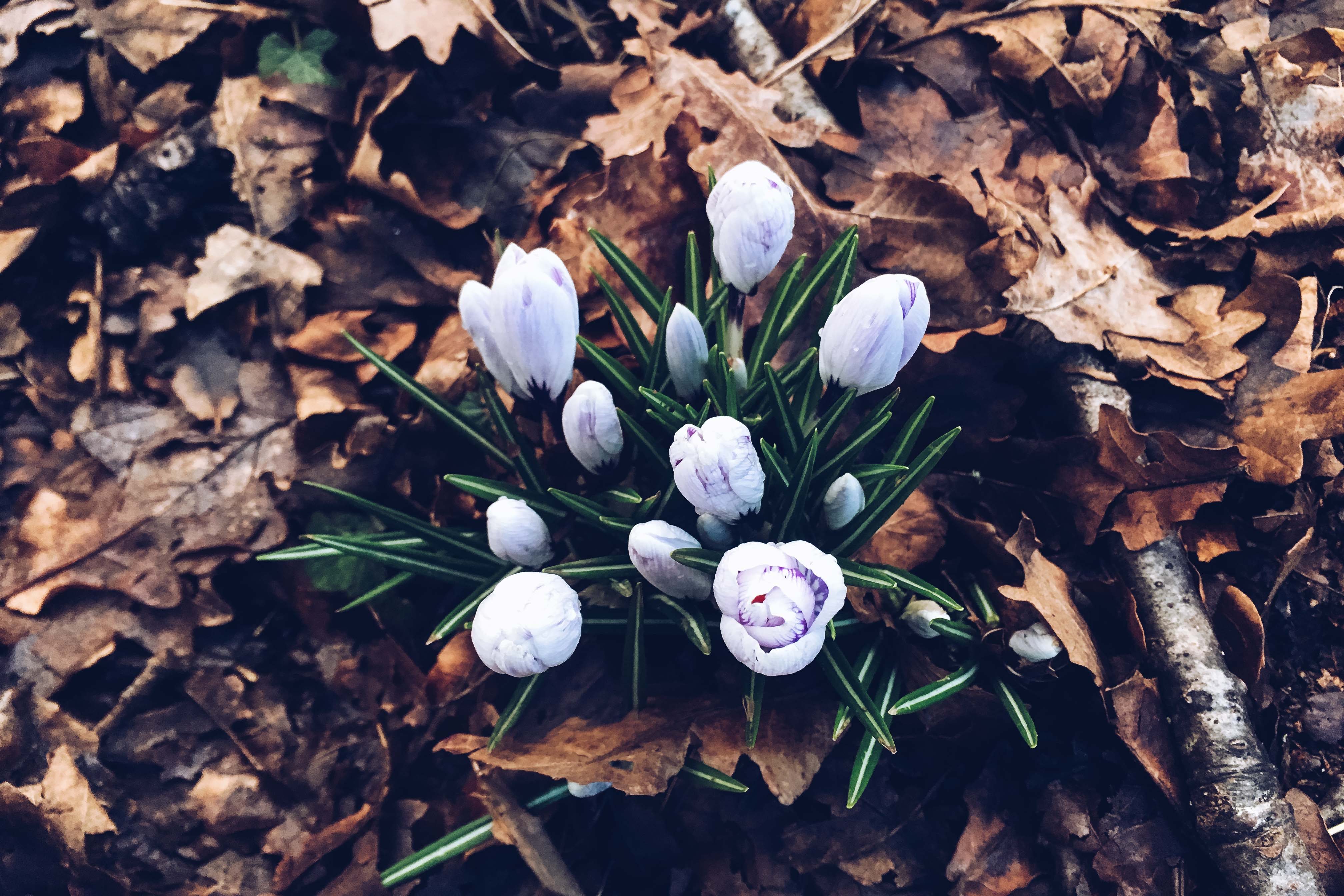 spring in southampton - her little journal