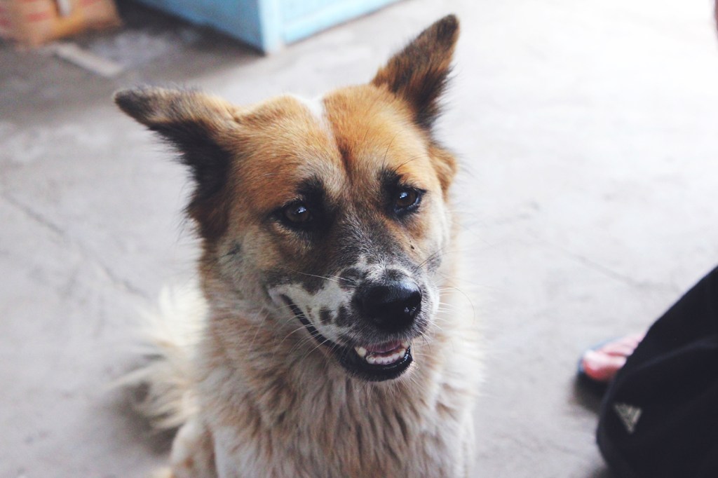 Stray Dogs in&nbsp;Bali