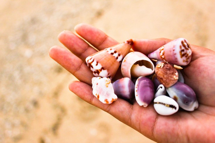 shells