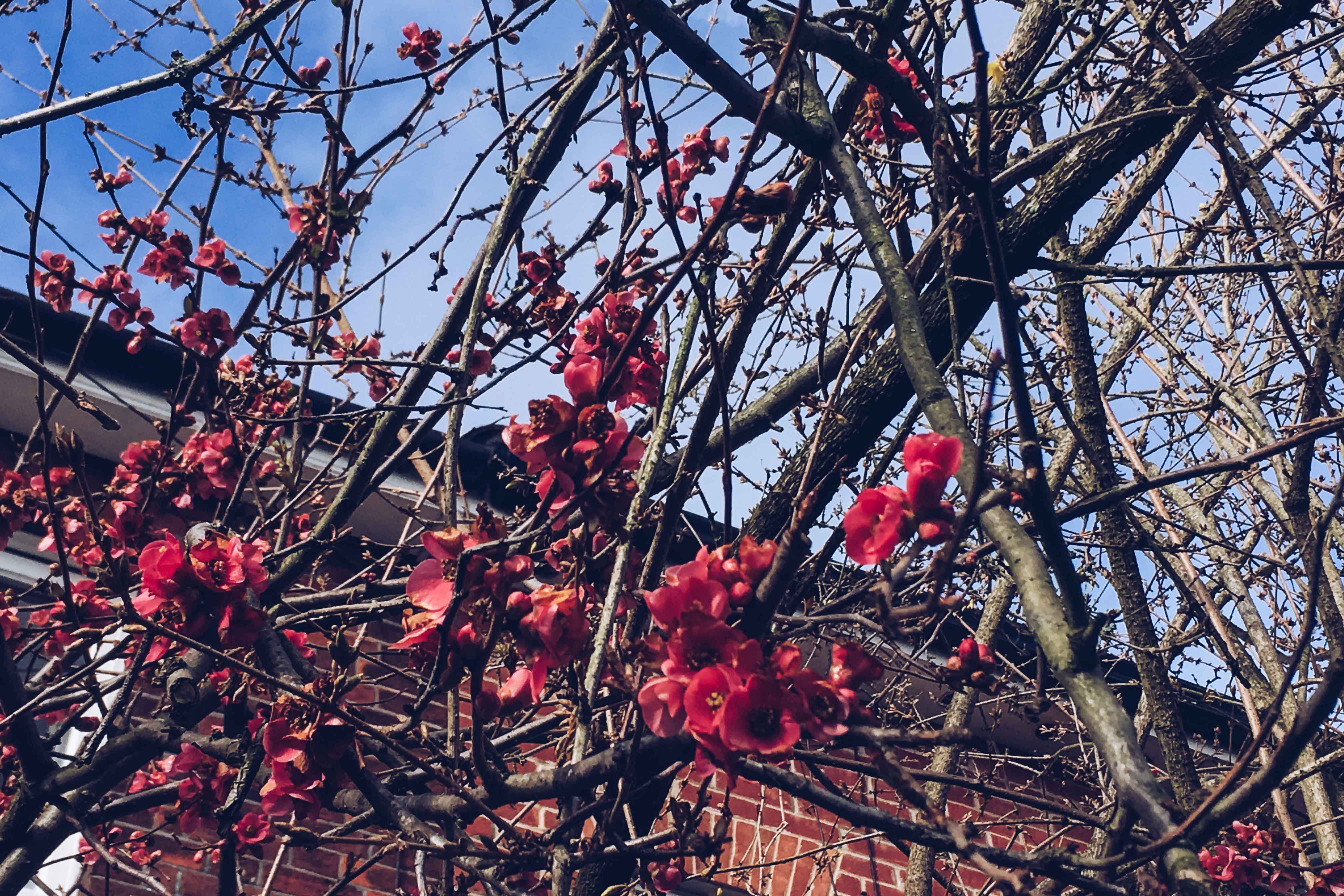spring in southampton - her little journal