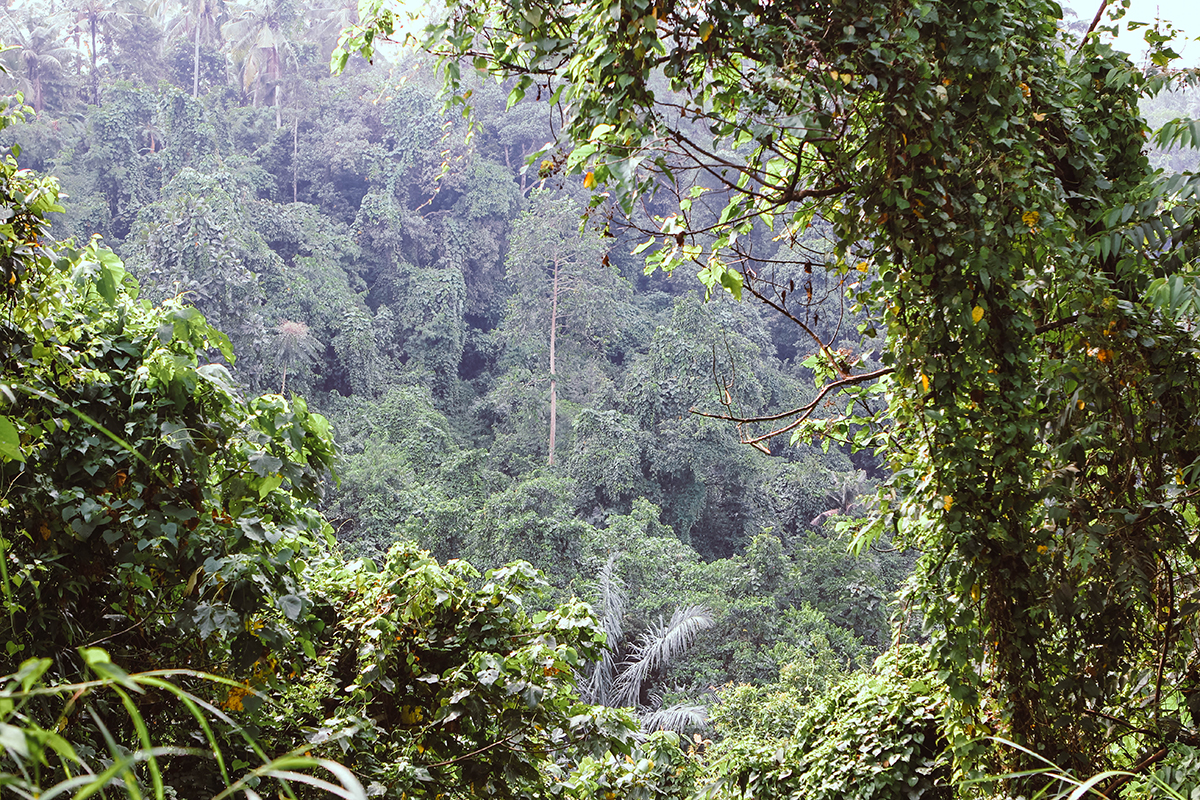 Campuhan Ridge Ubud (15)