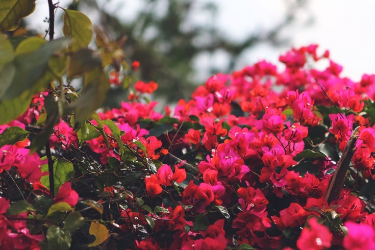 the-lodge-maribaya-bandung-14