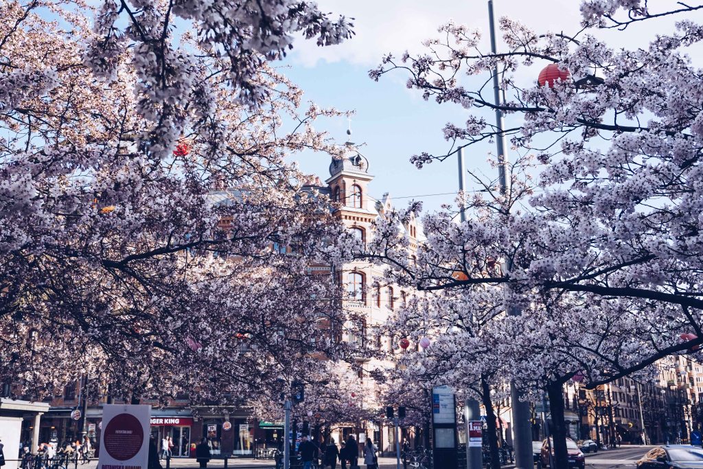 Cherry Blossom Hunting in&nbsp;Gothenburg