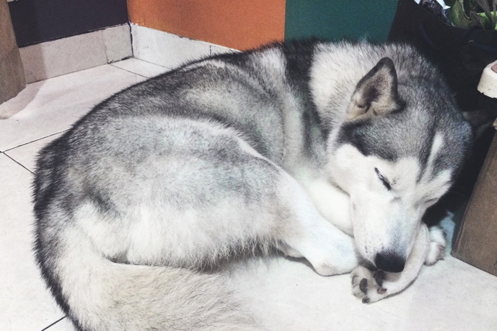 The 22-kg Furry Ball of&nbsp;Happiness