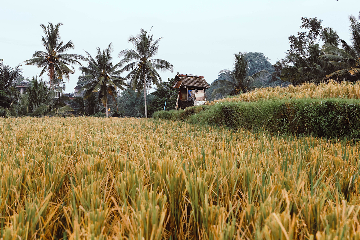 Campuhan Ridge Ubud (7)