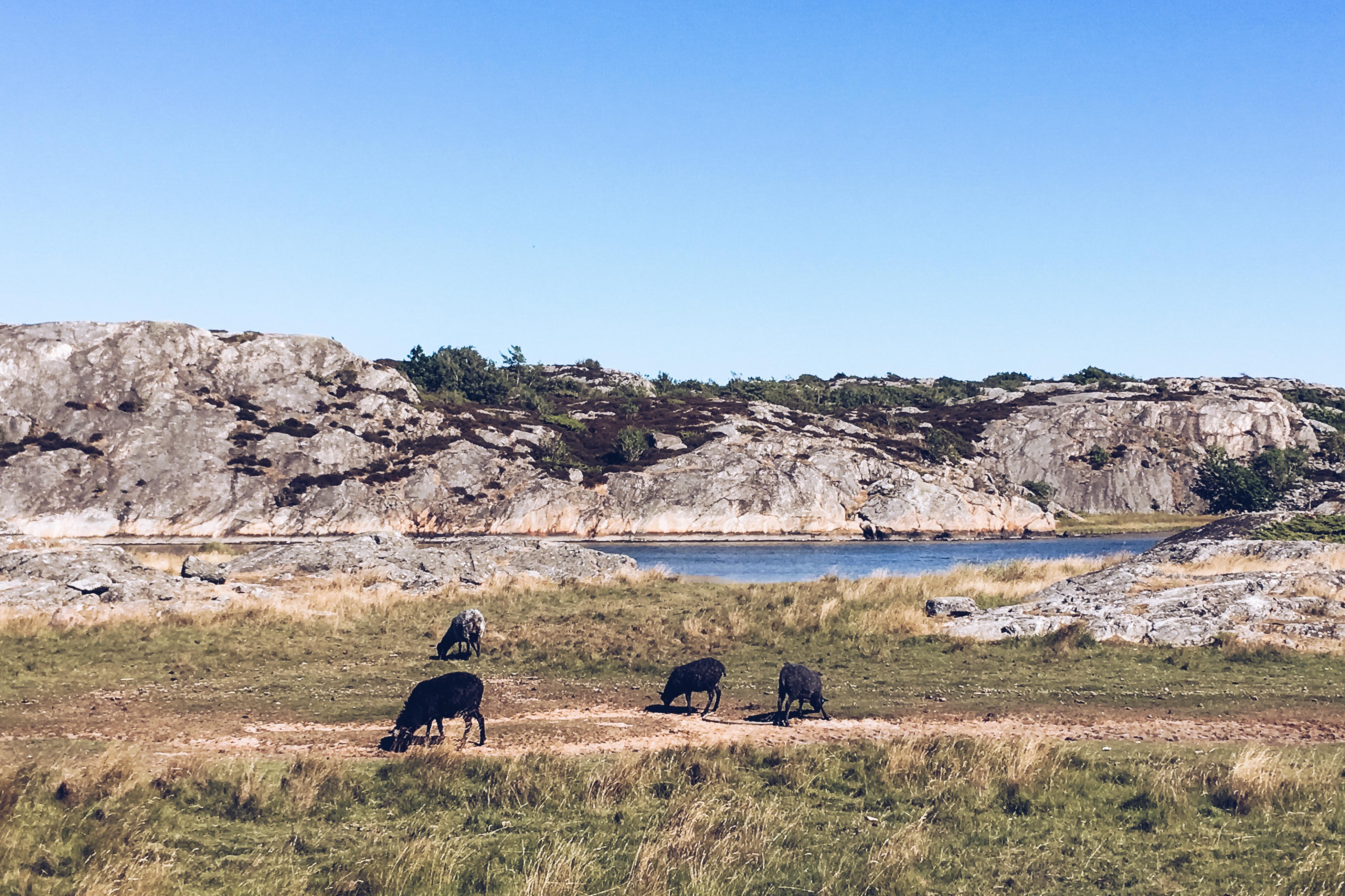 Brännö and Galterö